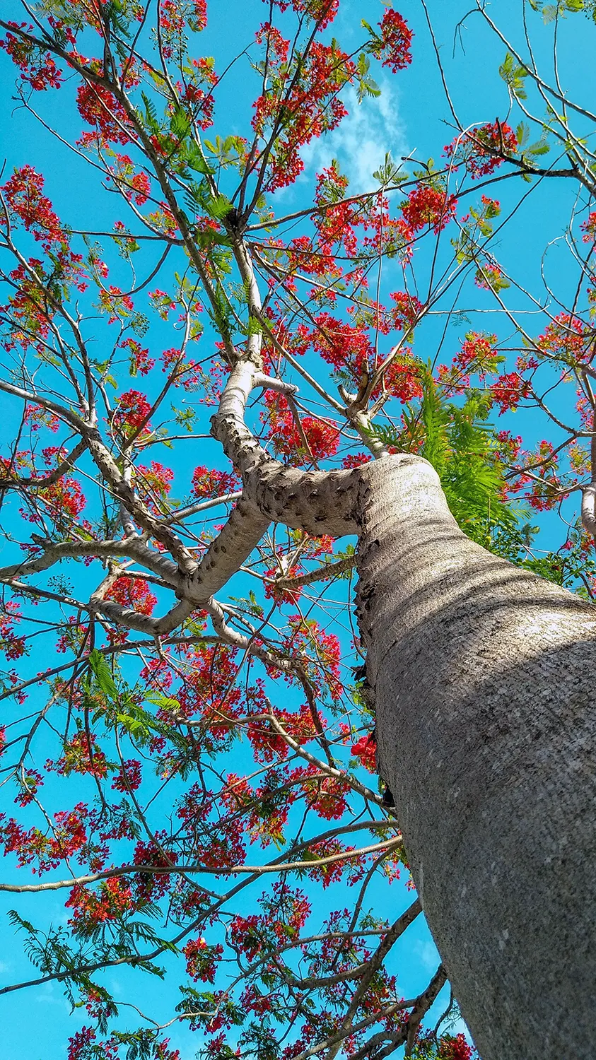 A flamboyán tree with red-orange blossoms against a blue sky in Puerto Rico