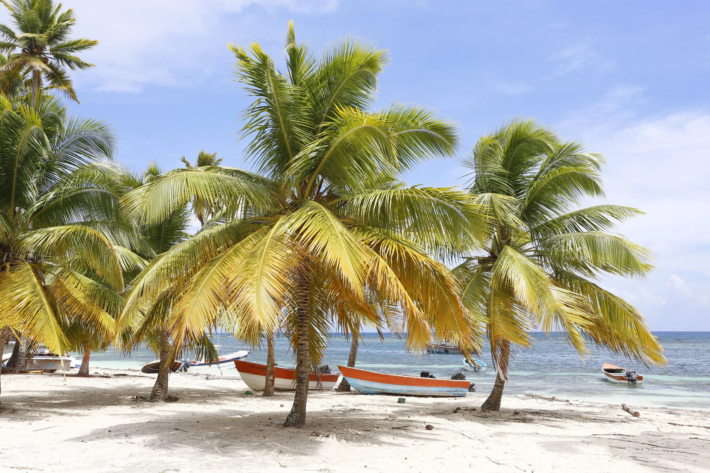 Coconut palm fronds against a bright blue sky in the Dominican Republic