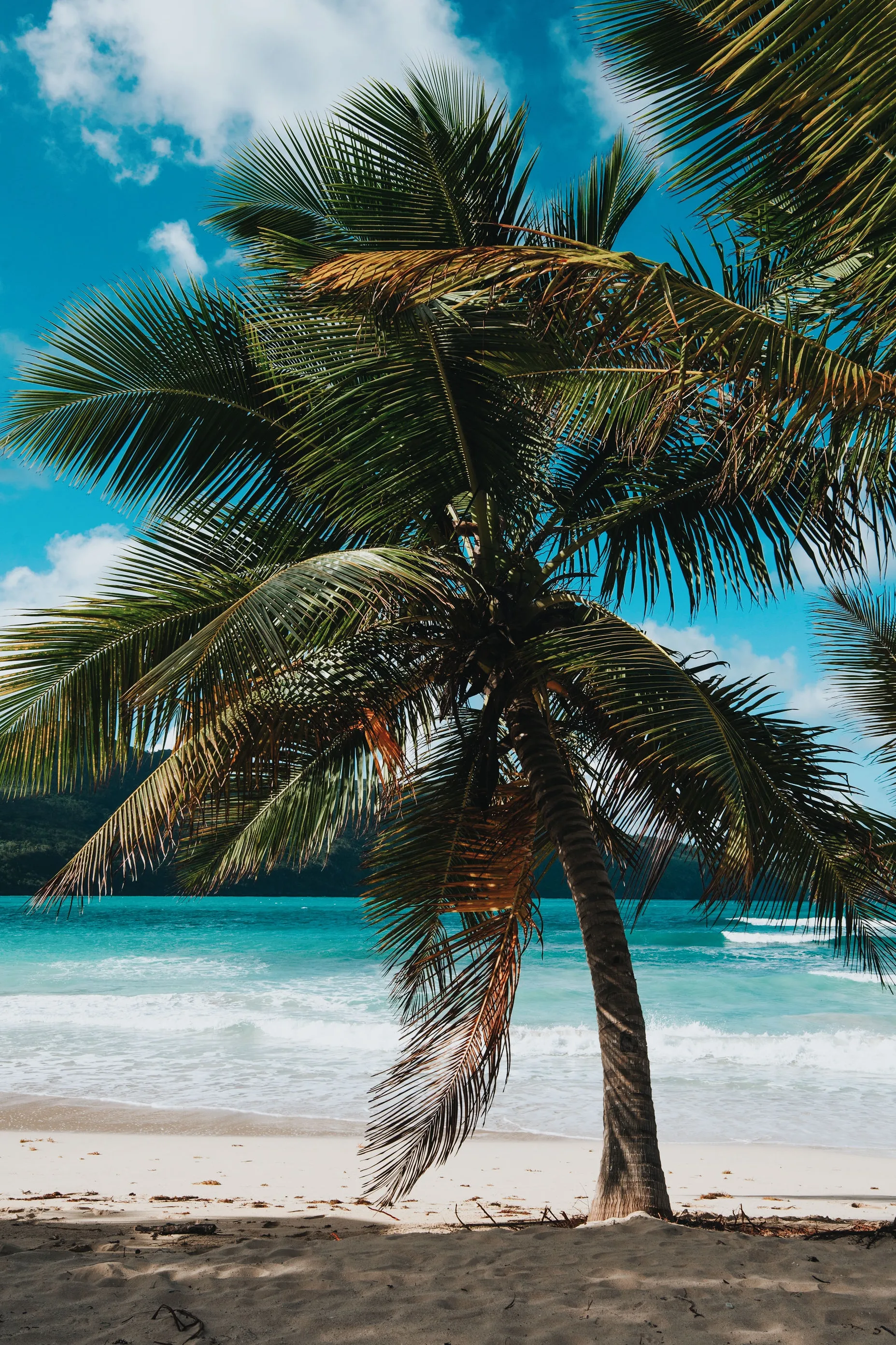 A leaning coconut palm above a rural village under a blue sky in the Dominican Republic