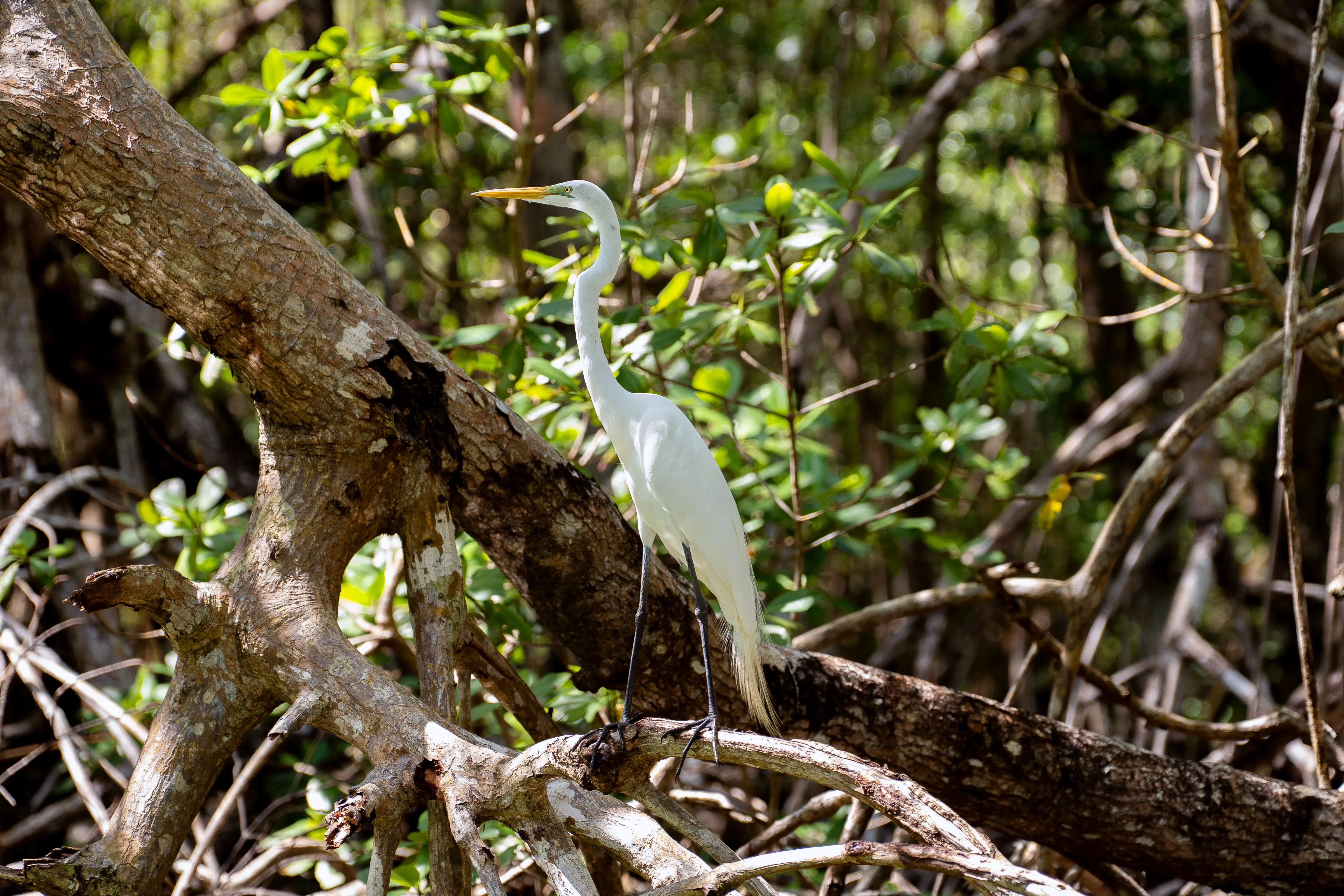 A white egret perched among mangrove branches in the Dominican Republic