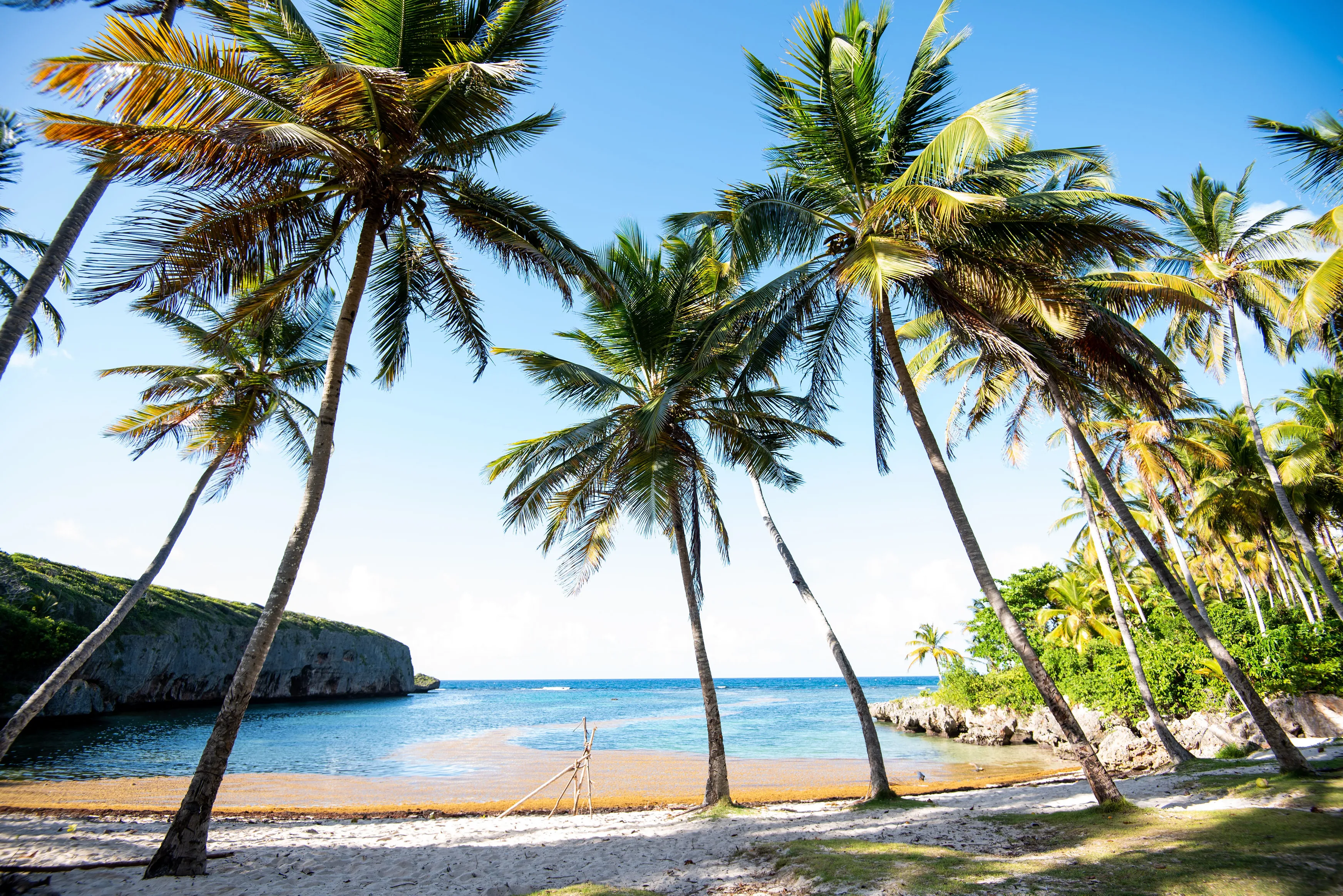 Coconut palm trees against a bright blue sky in the Dominican Republic