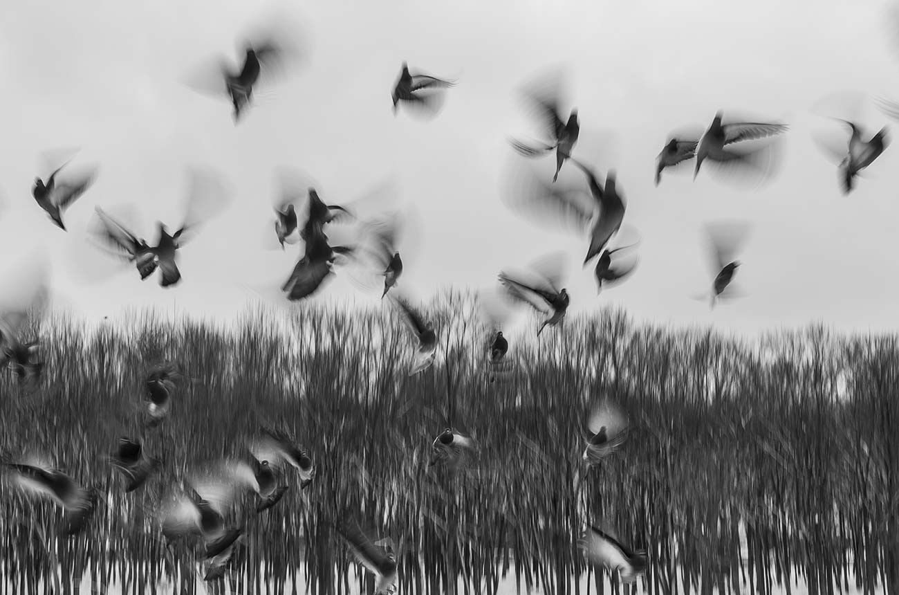 Birds in flight over tall grass, blurred motion in black and white