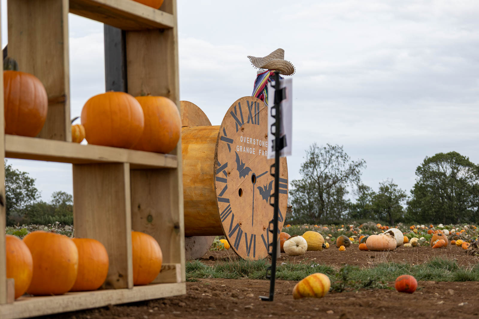 Pumpkins on wooden shelves beside the patch at Overstone Grange Farm