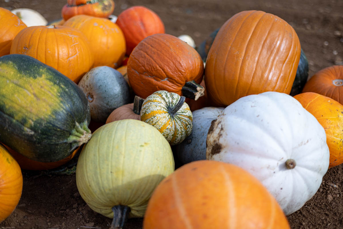 Pile of pumpkins and squash in different varieties at Overstone Grange Farm