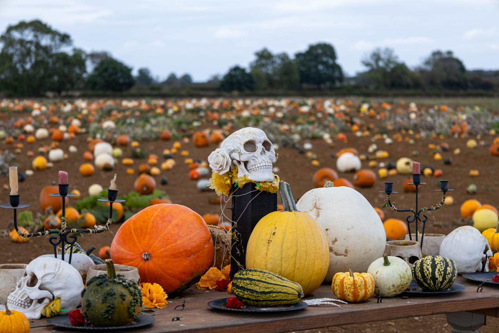 Halloween table of pumpkins and skulls in front of the patch at Overstone Grange Farm
