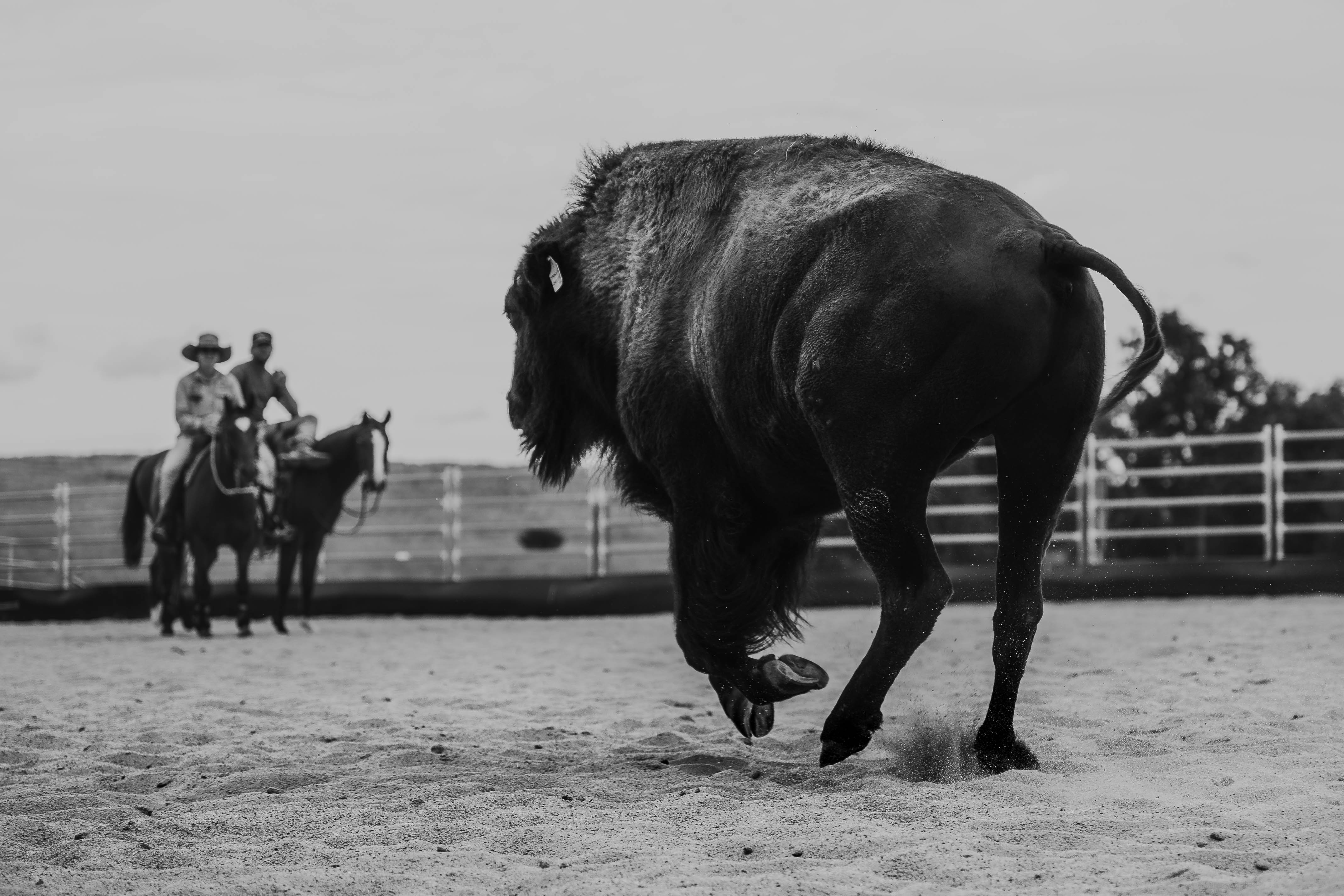 CATTLE CLINIC