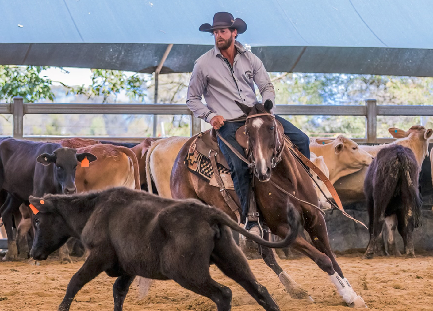 Scenic Rim to Kentucky, on the Road to the Horse
