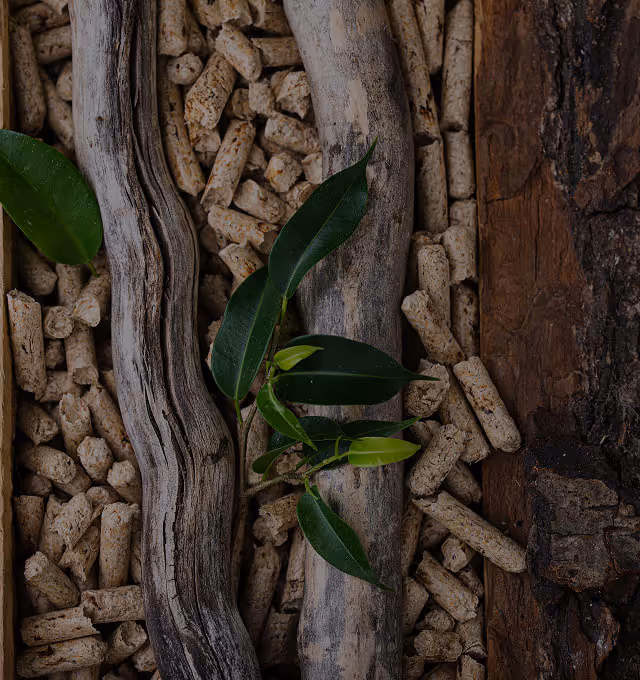 Hojas verdes y ramas sobre pequeños pellets de madera y corteza en un fondo natural.