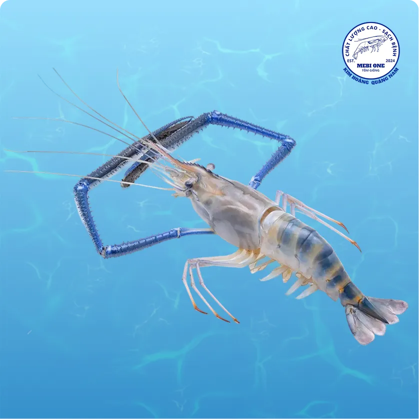 Hình giống tôm loại 3 trên nền nước