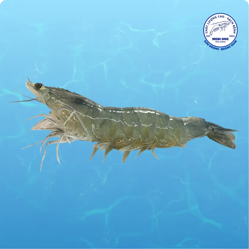 Hình giống tôm loại 1 trên nền nước