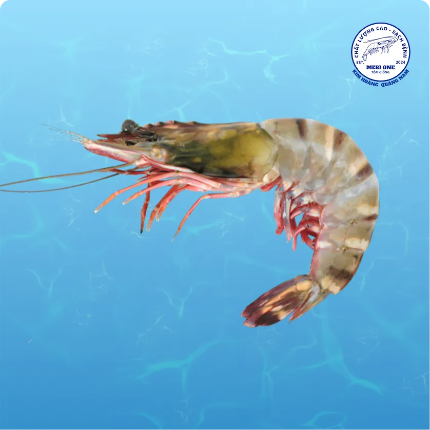 Hình giống tôm loại 2 trên nền nước