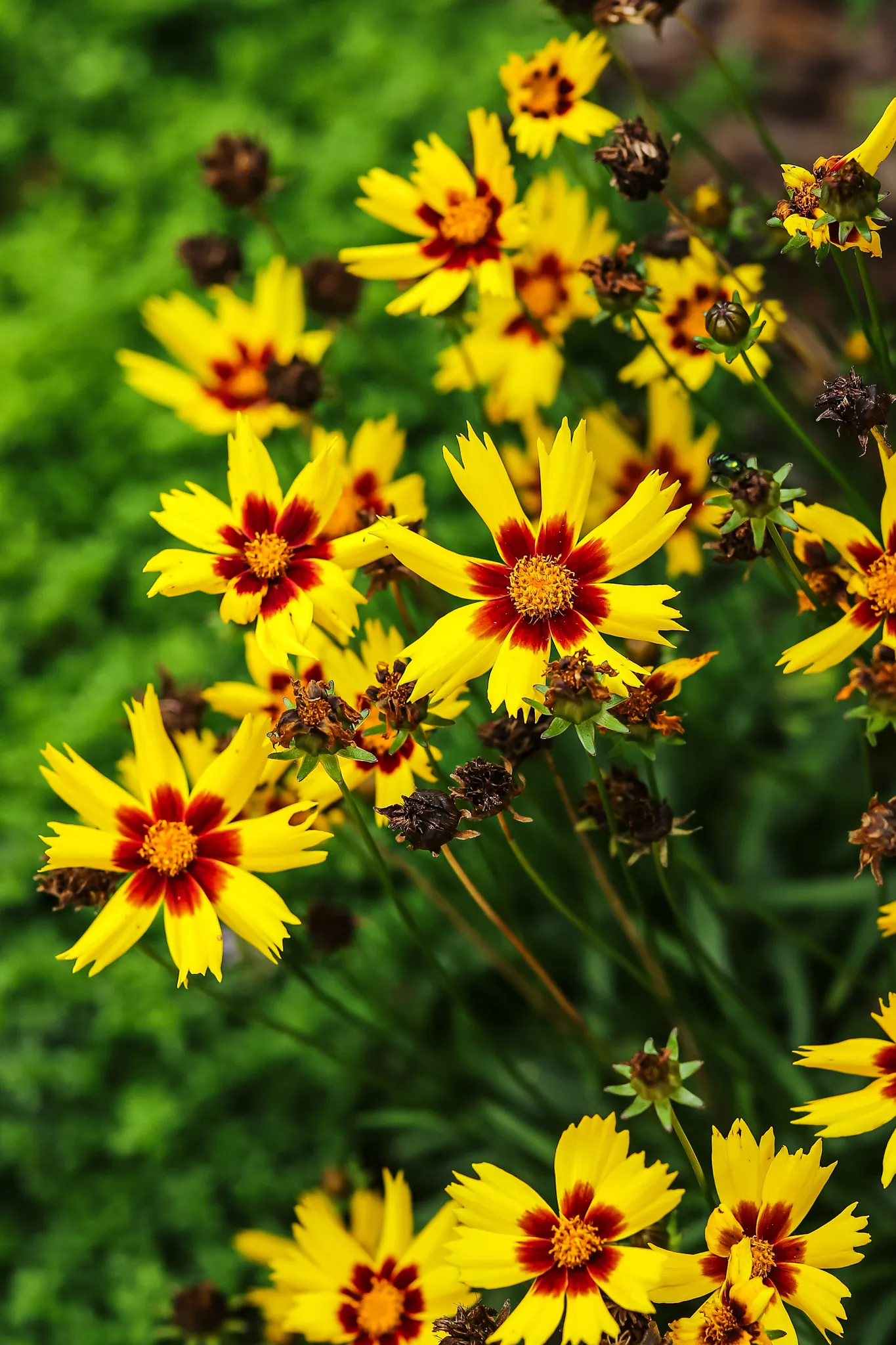 Żółte kwiaty z czerwonymi cieniami u podstawy płatków na tle zielonych liści.