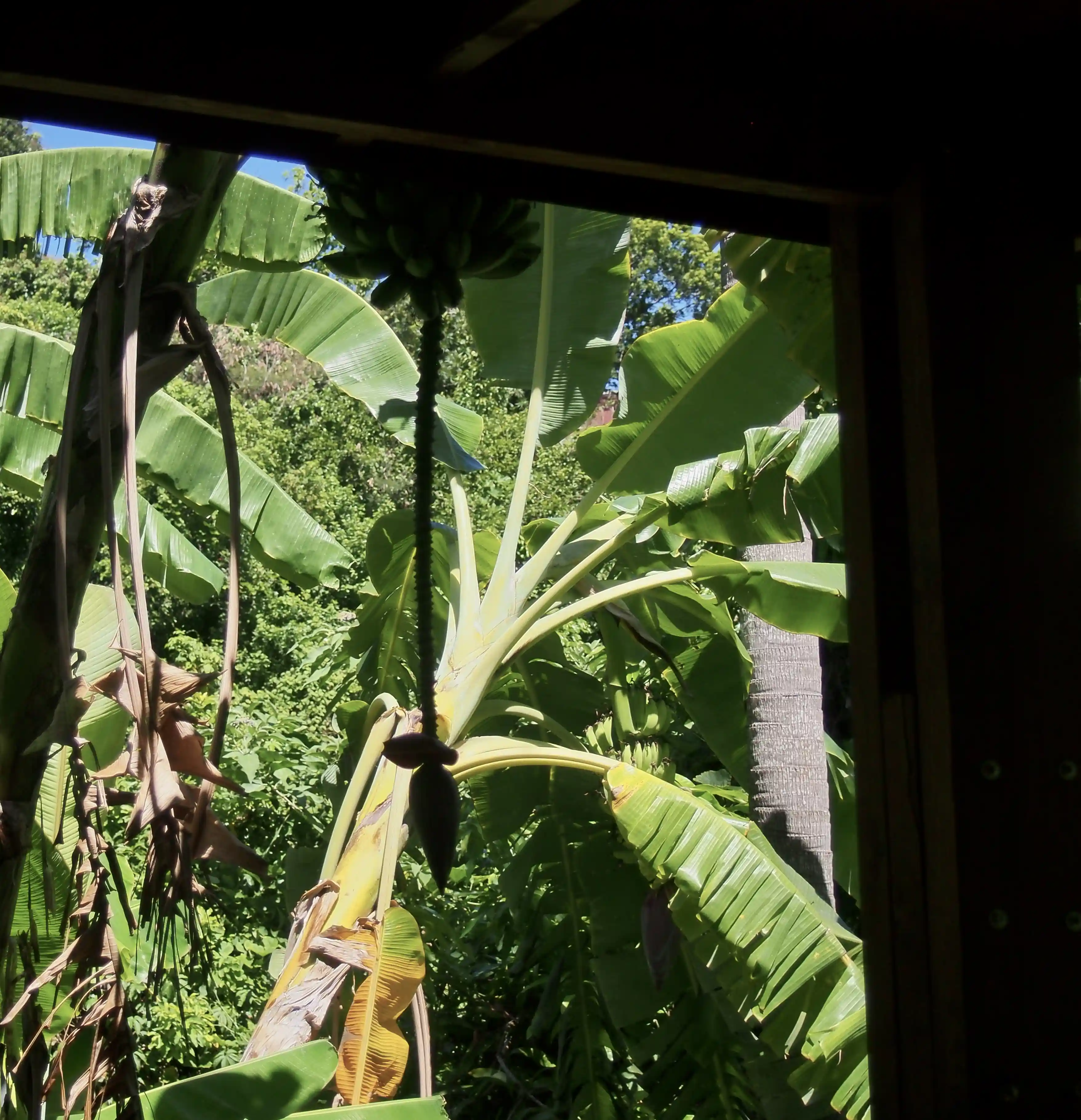 View through a shaded window showing a banana tree with green leaves and hanging fruit in bright sunlight.