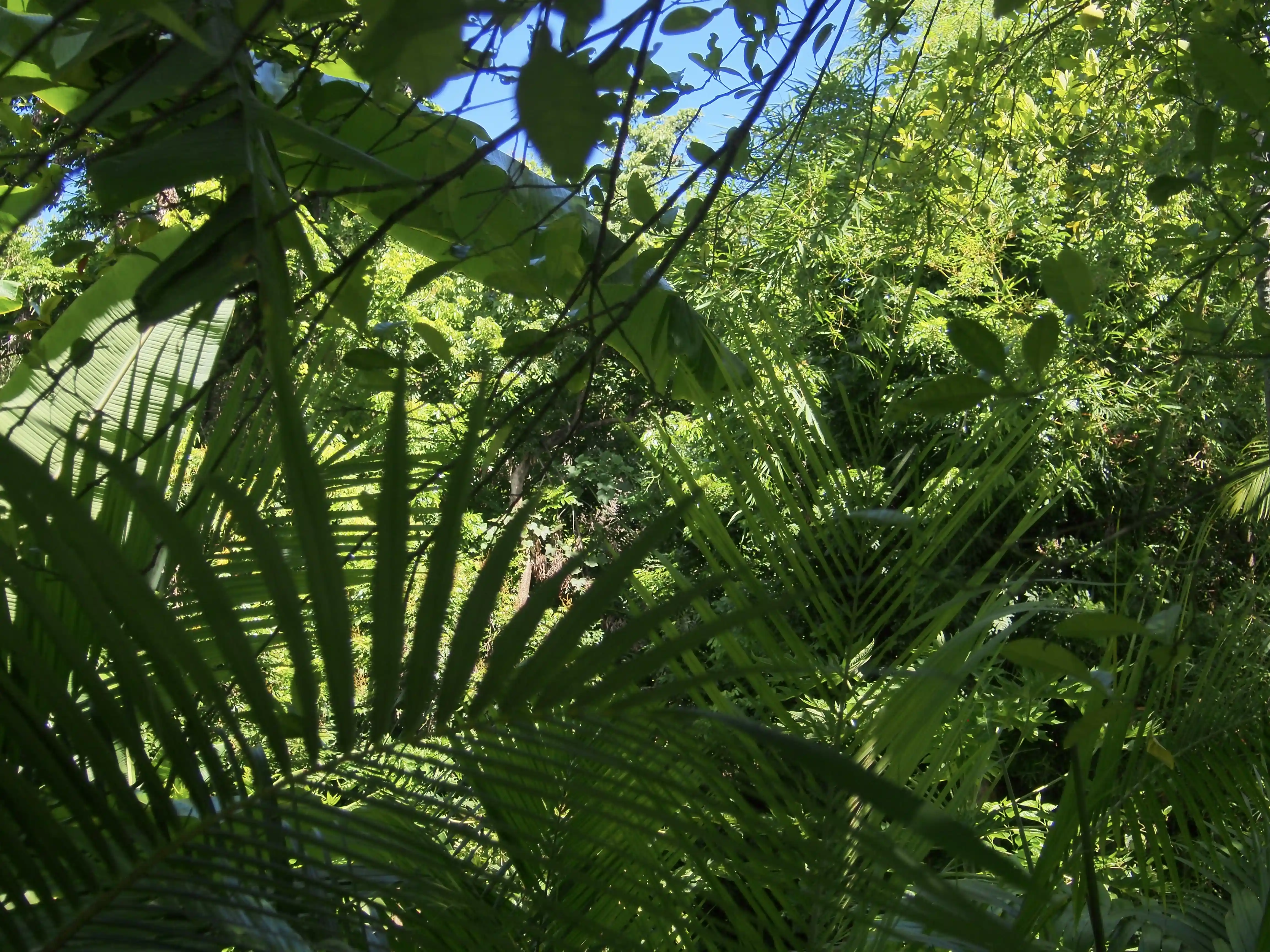 Dense green tropical foliage with various palm leaves and bright sunlight filtering through.