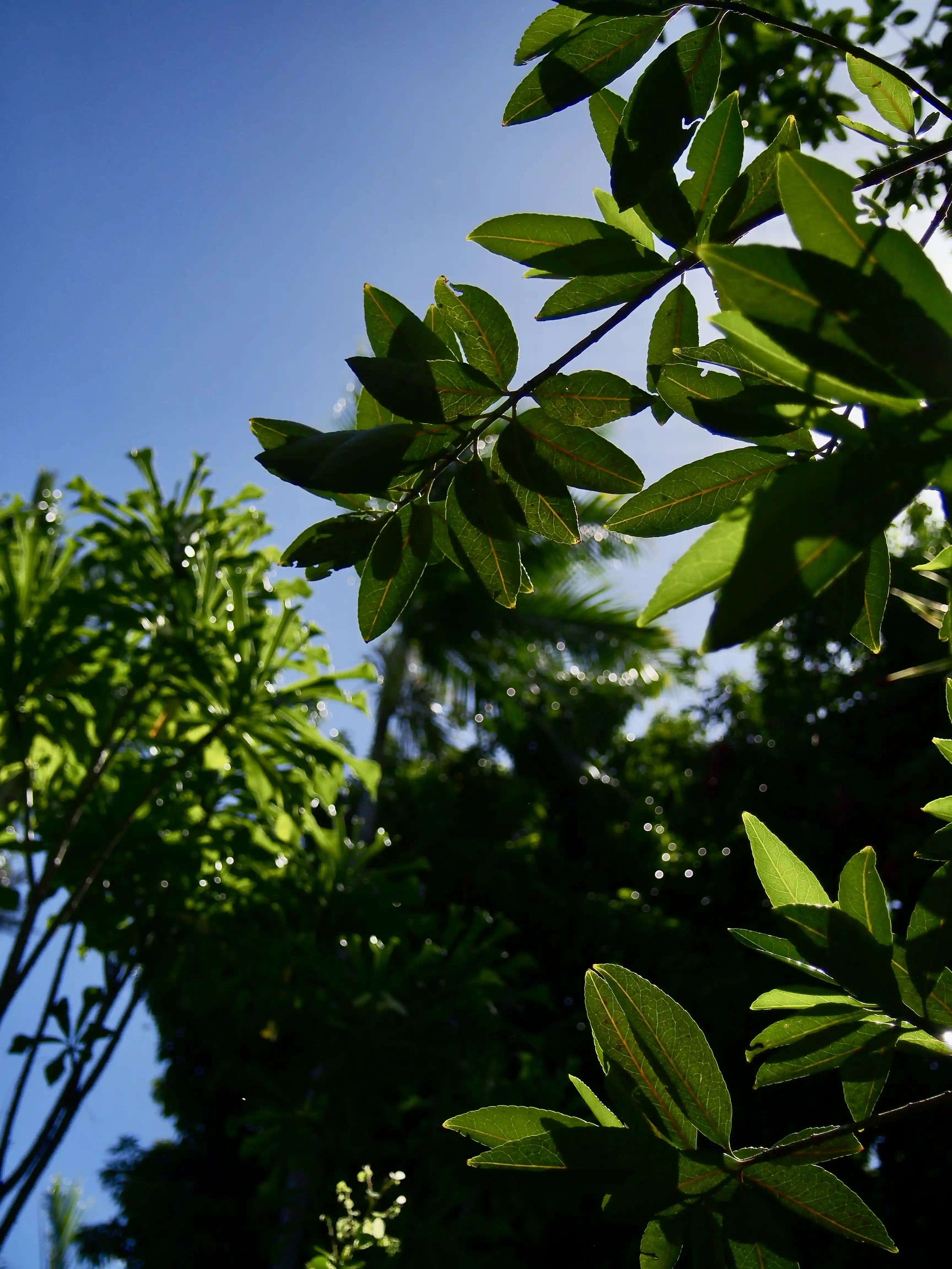 Sunlit green leaves and branches against a clear blue sky.