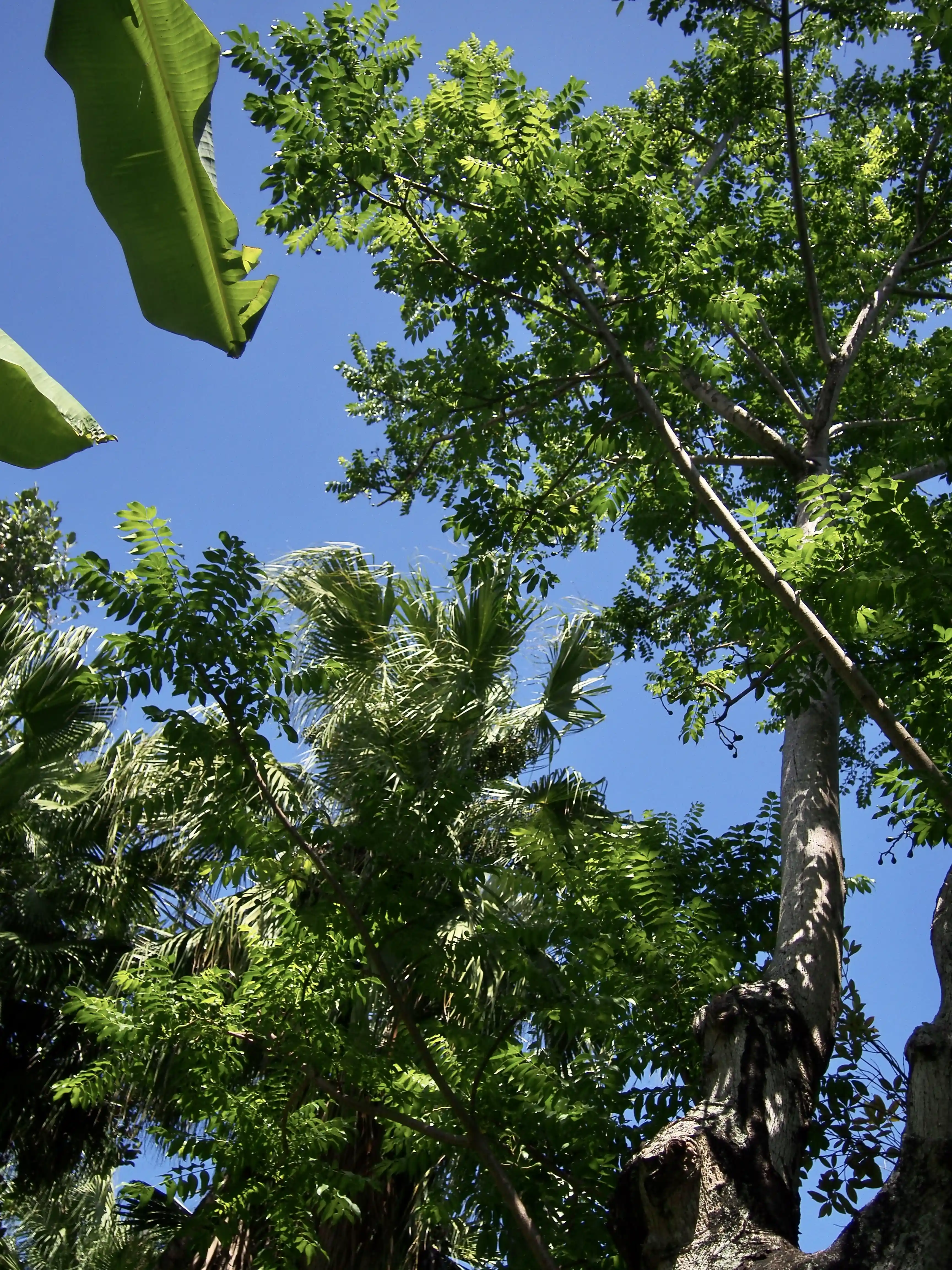 View looking up at lush green tropical trees and large leaves under a clear blue sky.