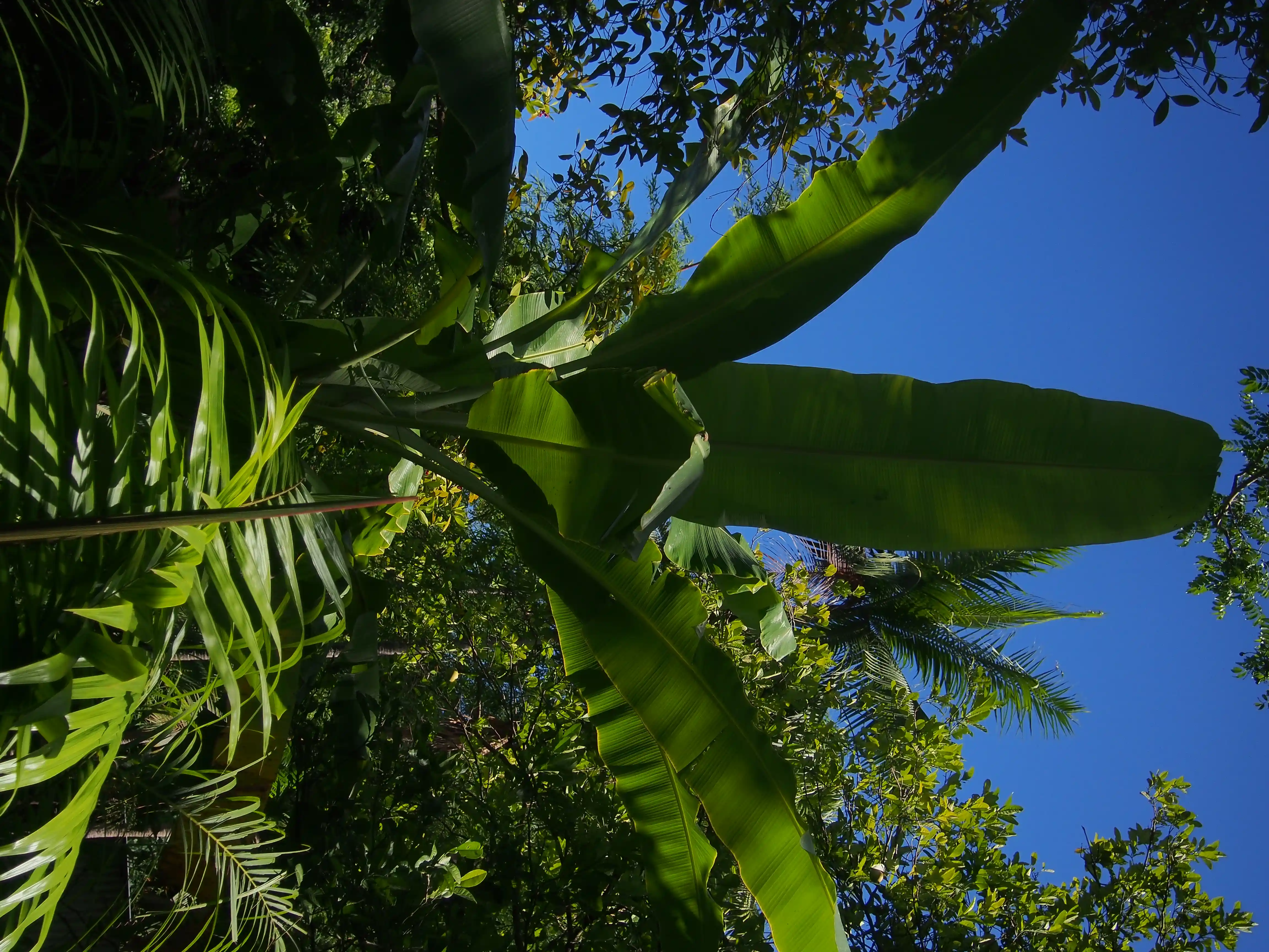 Large green banana leaves and various tropical plants against a clear blue sky.