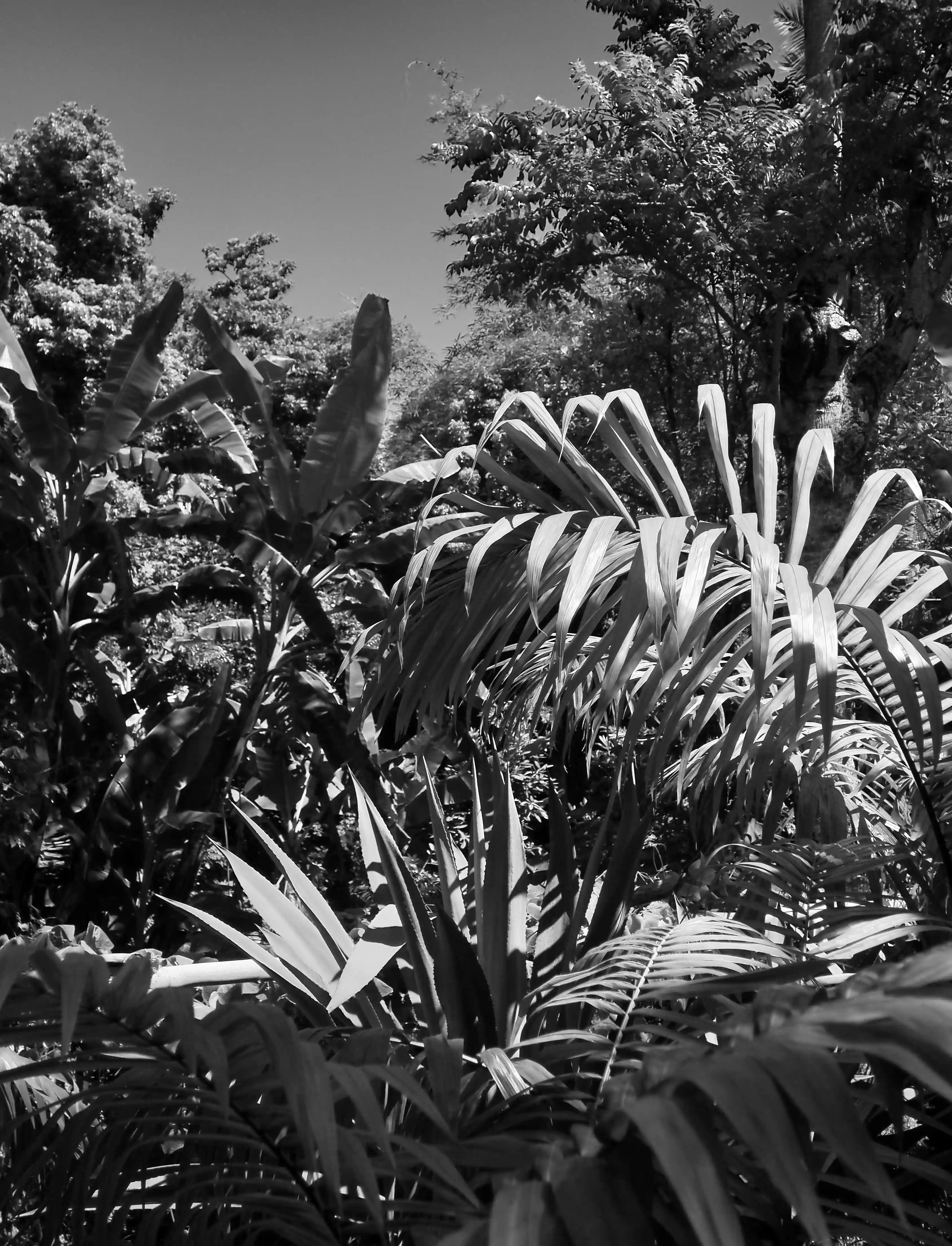 Dense tropical foliage with various large palm and banana leaves under clear sky.