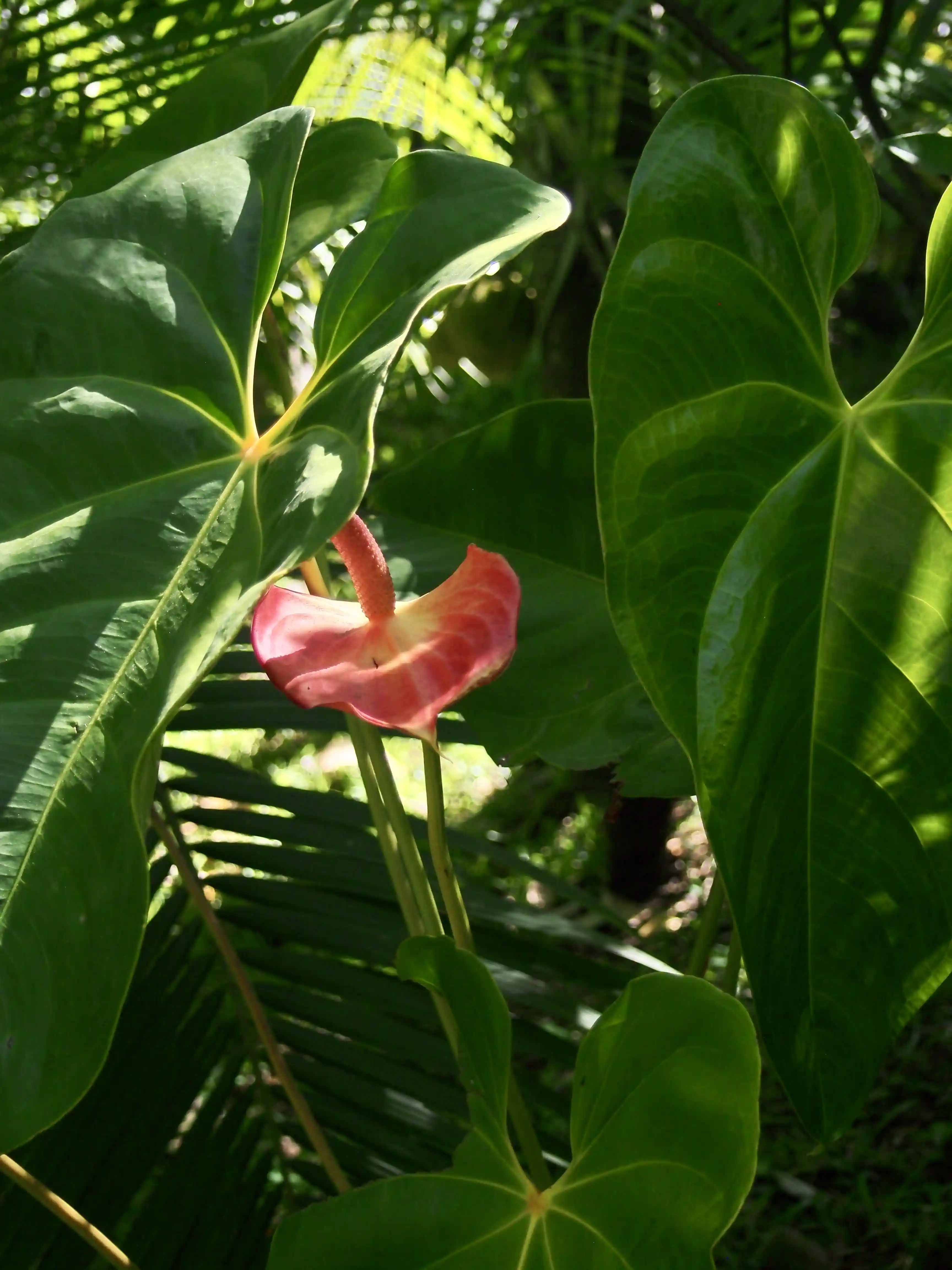 Close-up of a tropical anthurium flower with large green leaves in natural sunlight.