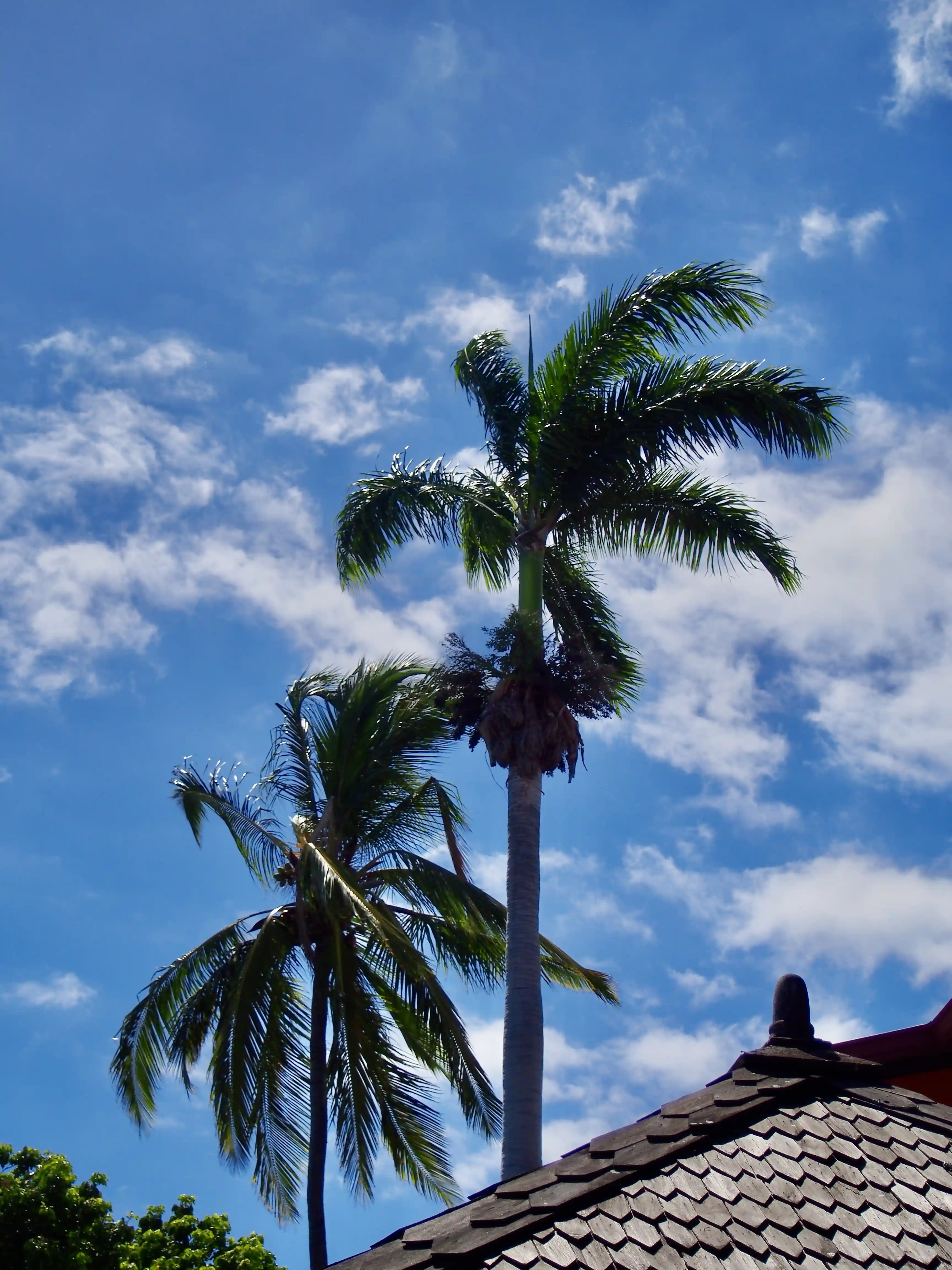 Two palm trees with green fronds under a partly cloudy blue sky, above a shingled rooftop.
