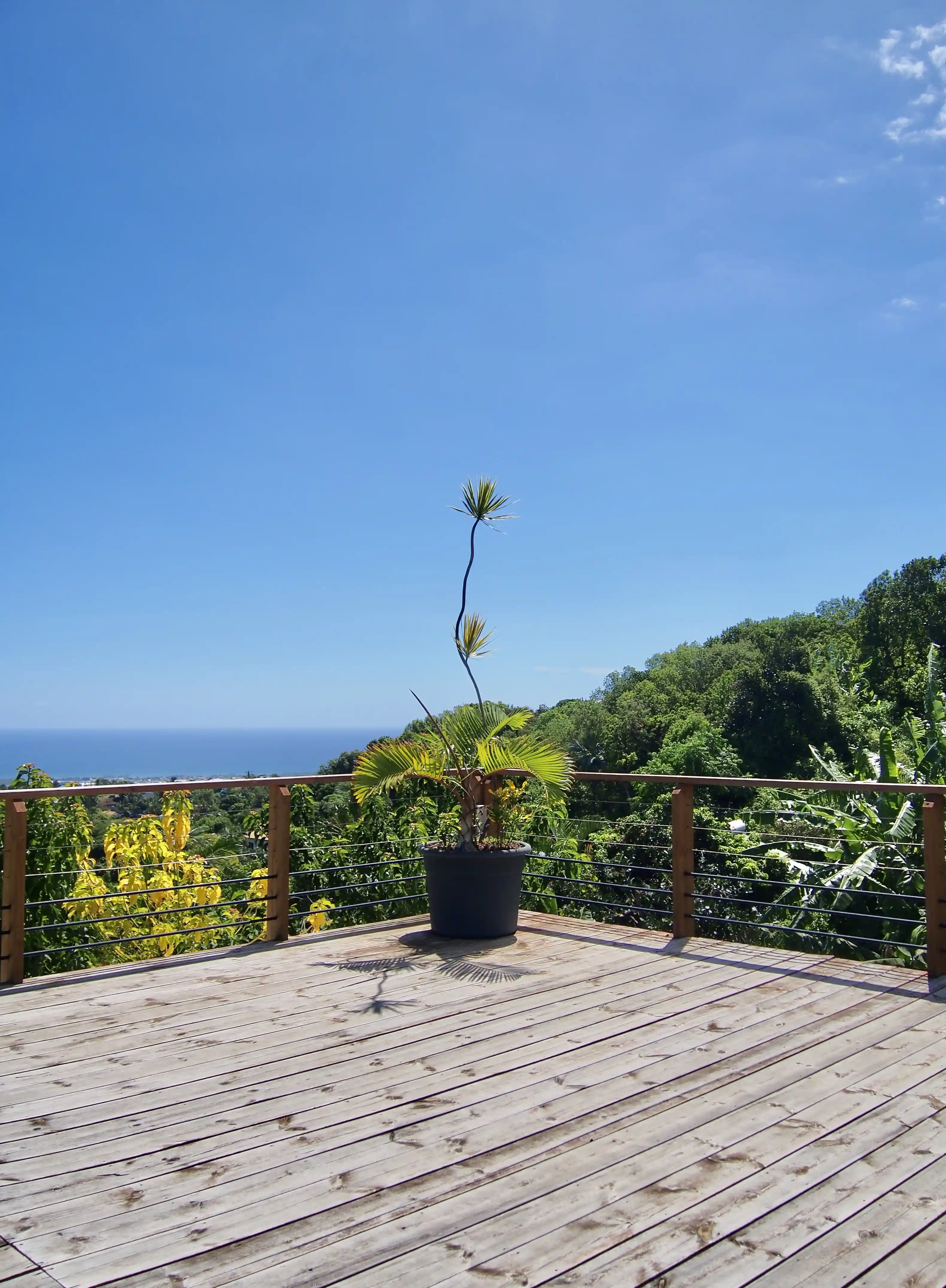 Potted plant with tall thin stem on a wooden deck overlooking green trees and distant ocean under clear blue sky.
