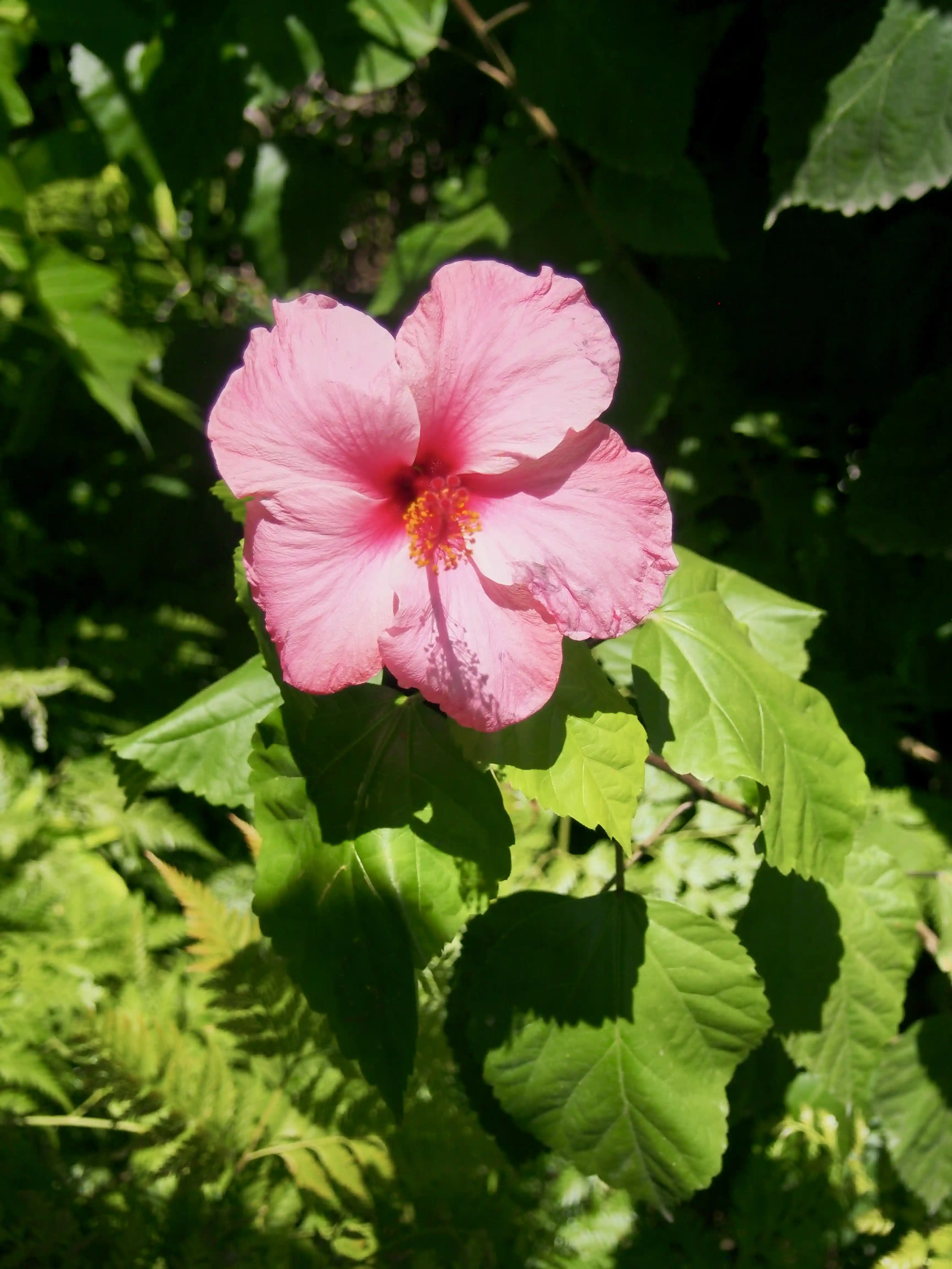 Close-up of a single pink hibiscus flower with green leaves in sunlight.