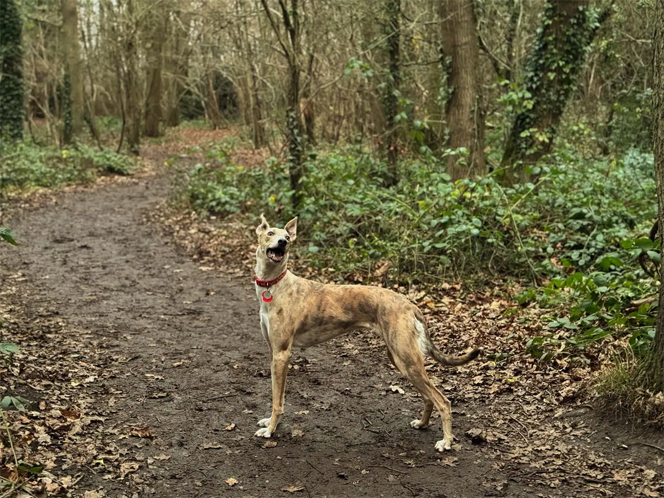 A brindle-coated lurcher with a red collar stands on a forest path at Worcester Country Park, looking alert and happy. The surrounding environment is a wooded area with trees, ivy, and a ground covered in fallen leaves, creating a natural and serene atmosphere.