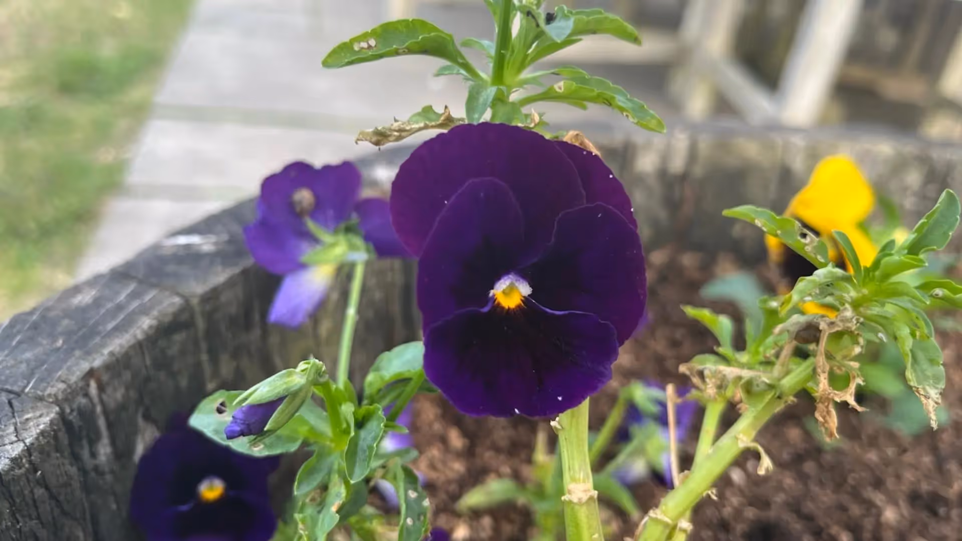 purple-flower