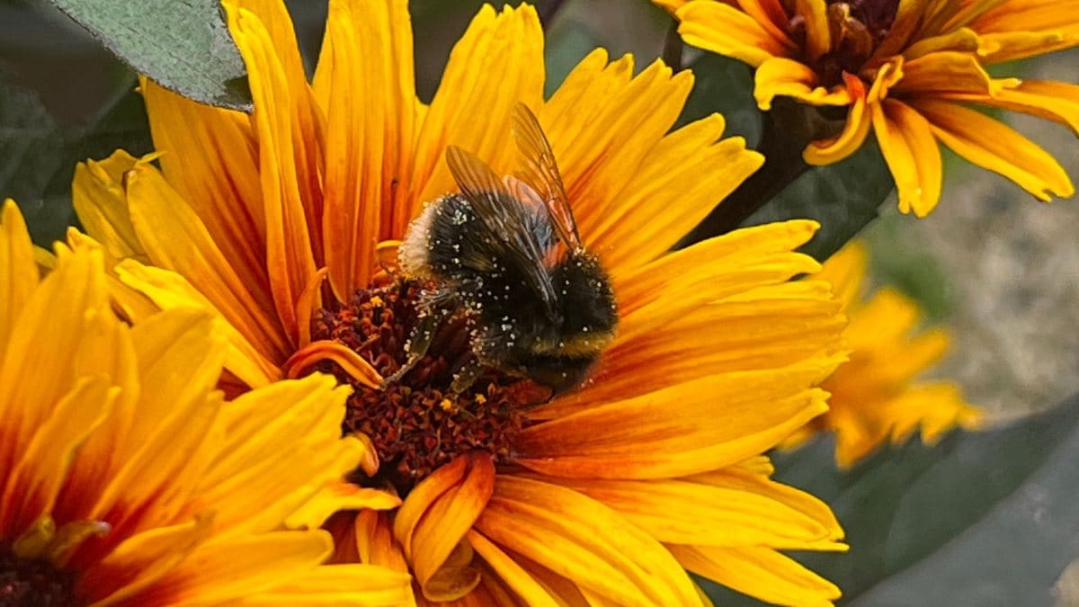 Bee working hard collecting pollen