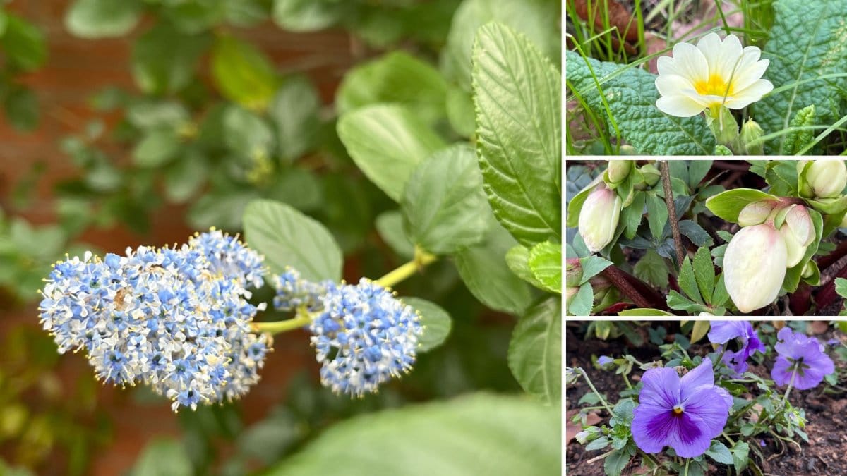 Spring flowers in January in Malvern garden
