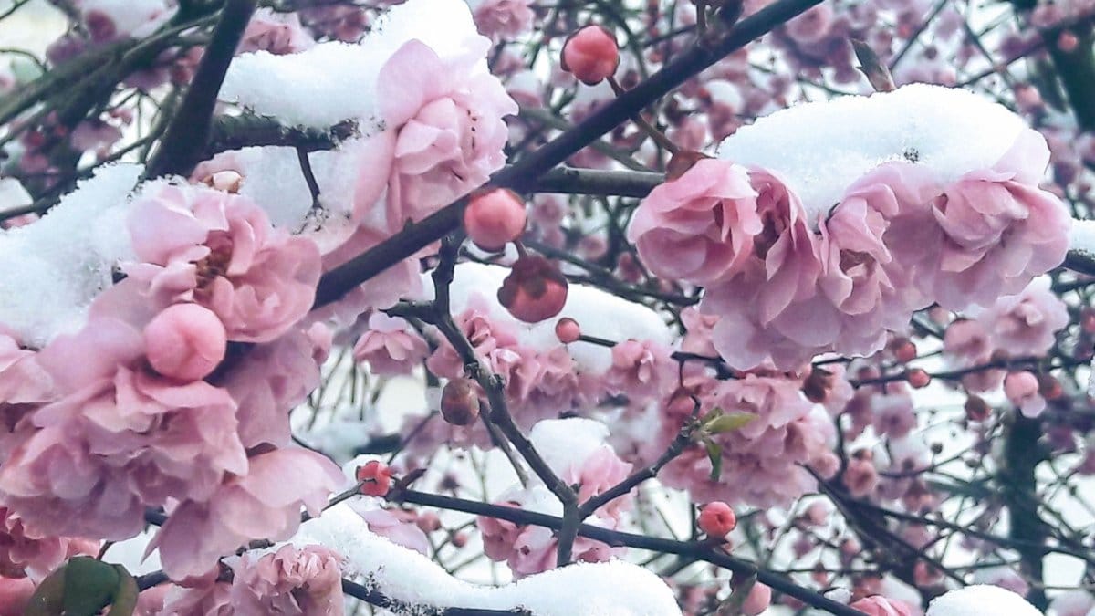 10 Spring Blossom covered in Snow