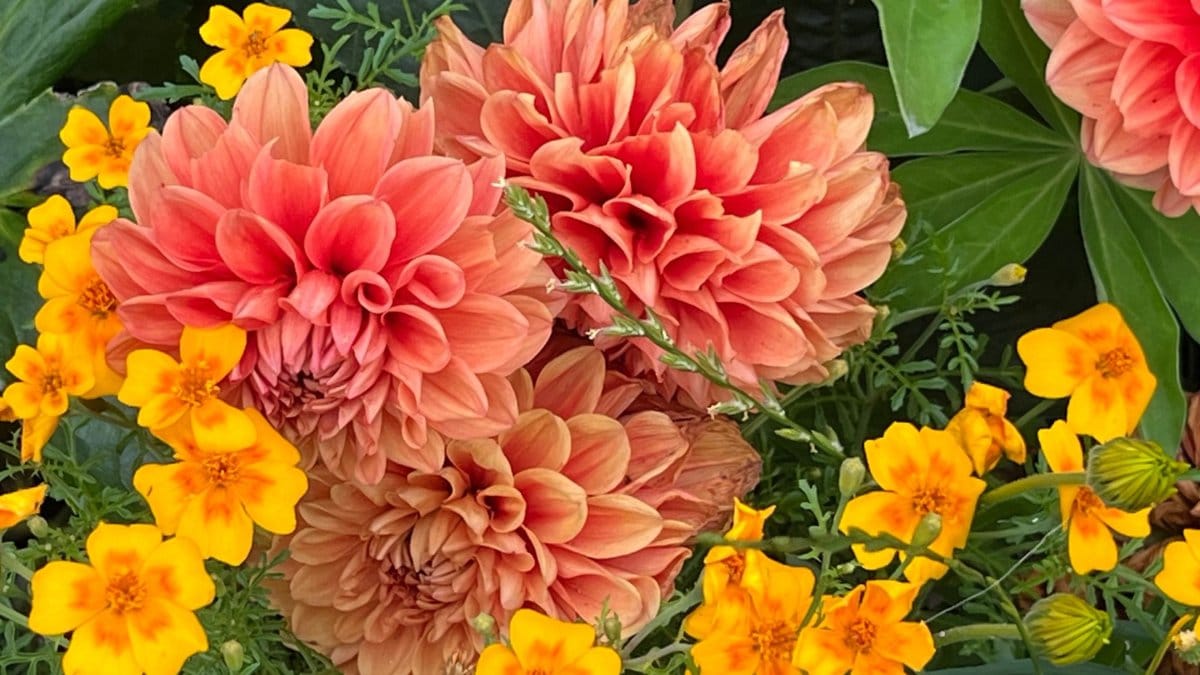 Smaller flowers are Targets in bloom in summer in Worcester