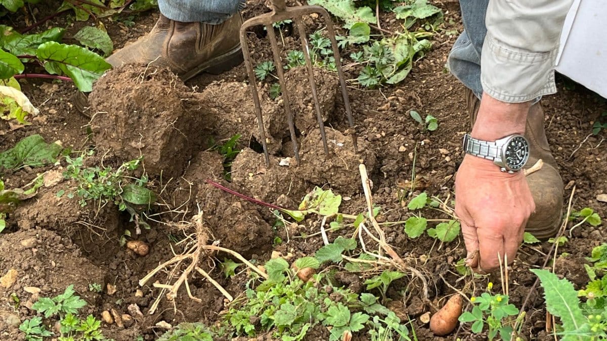 Soil in Summer, digging up vegetables showing rich clay soil