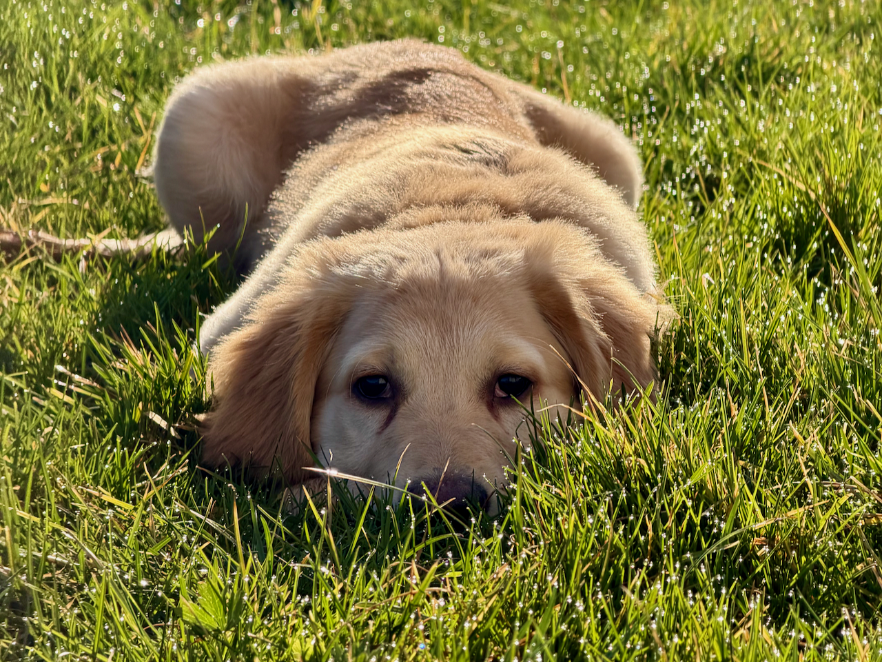 image of home with solar panels