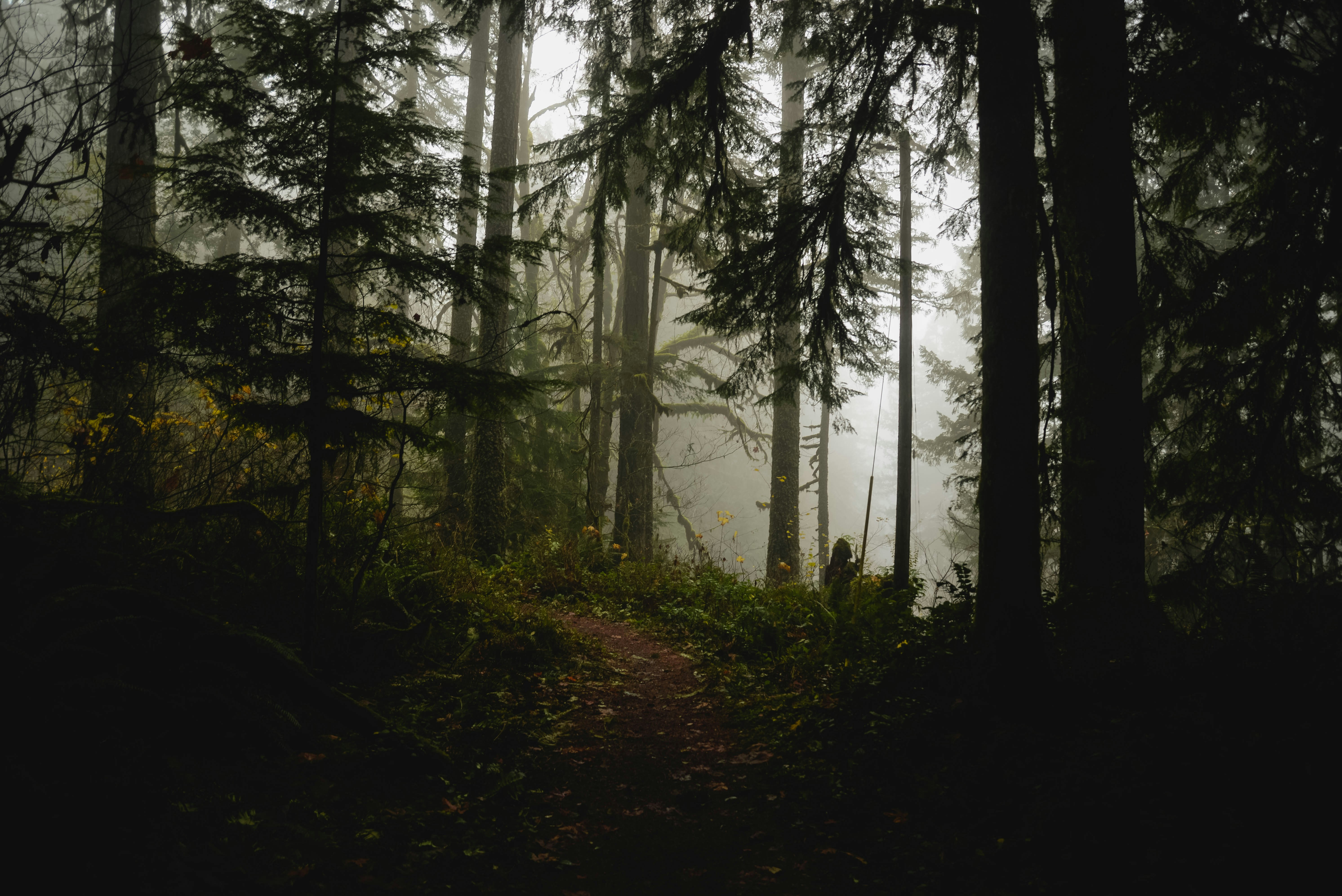 Foggy forest scene with a narrow dirt path winding through tall trees and dense undergrowth.