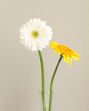 Two gerbera daisies in a clear vase, one white and one yellow, against a beige background.