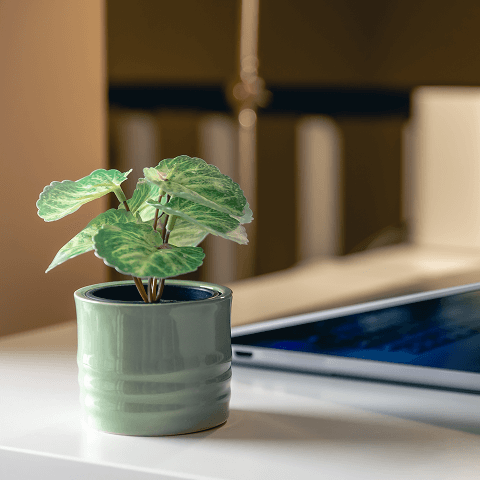 Five young adults smiling and cheering outdoors with trees in the background.