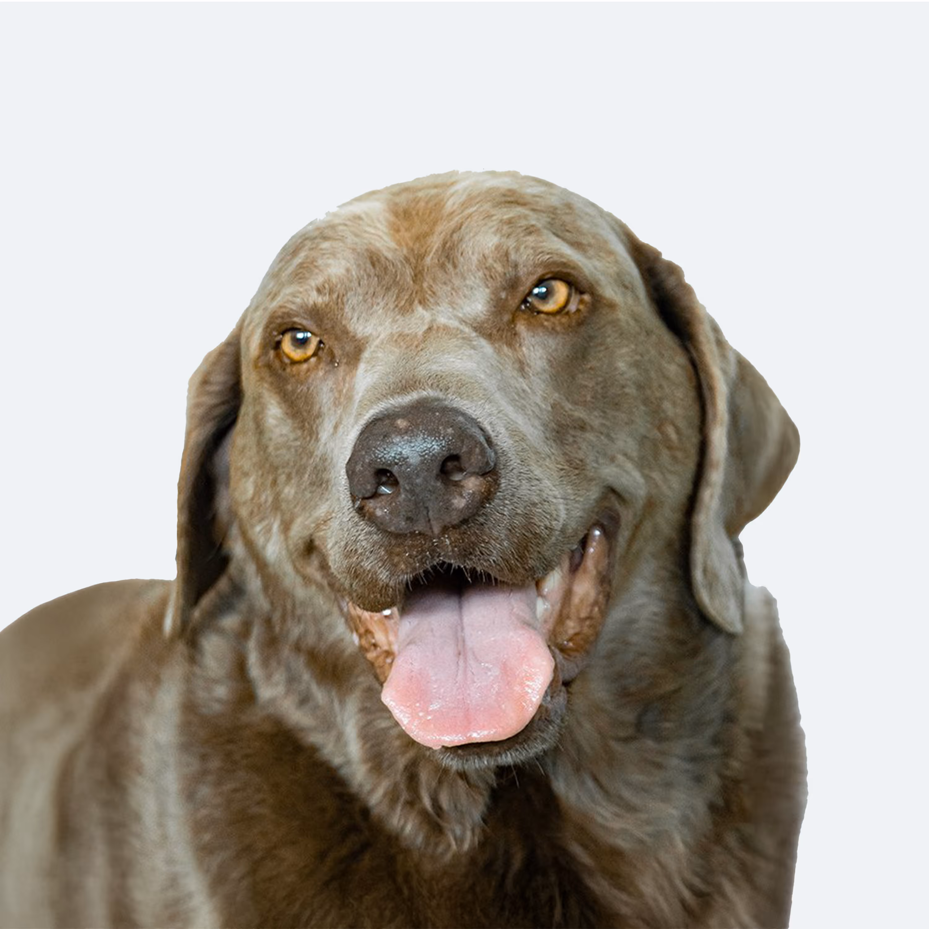 Labrador Leo, Feel Good Manager bei TRD Solutions