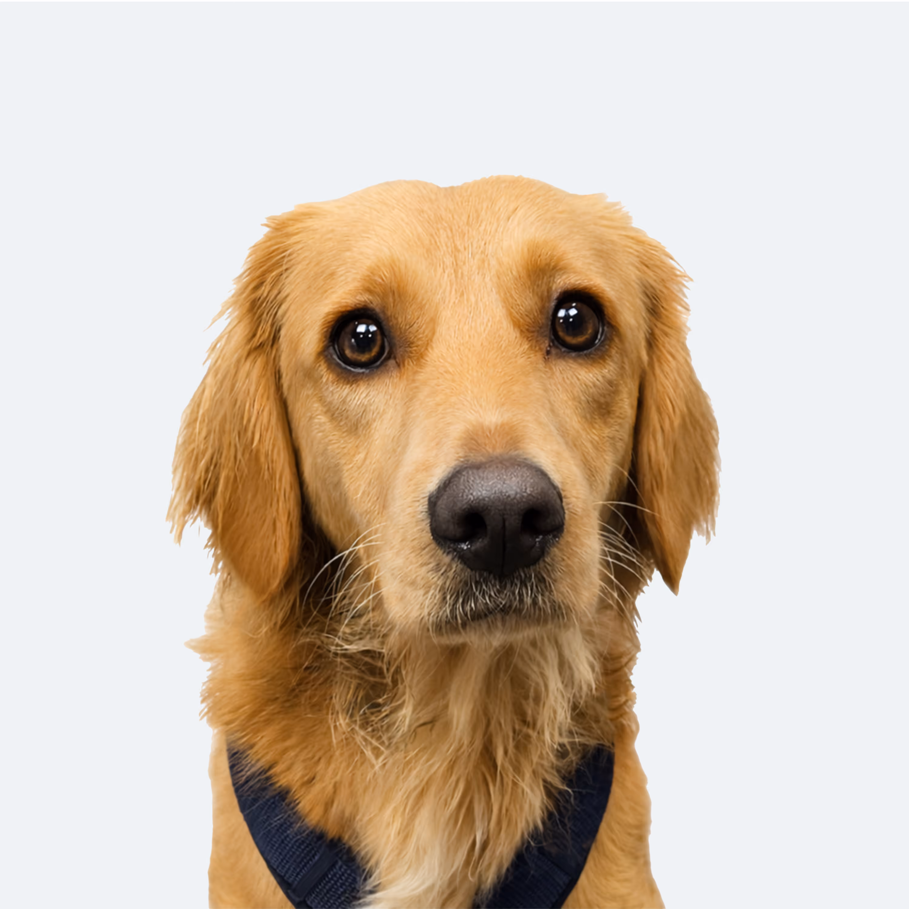 Smujo, der Junior Feel Good Manager von TRD Solutions, Golden Retriever mit Geschirr