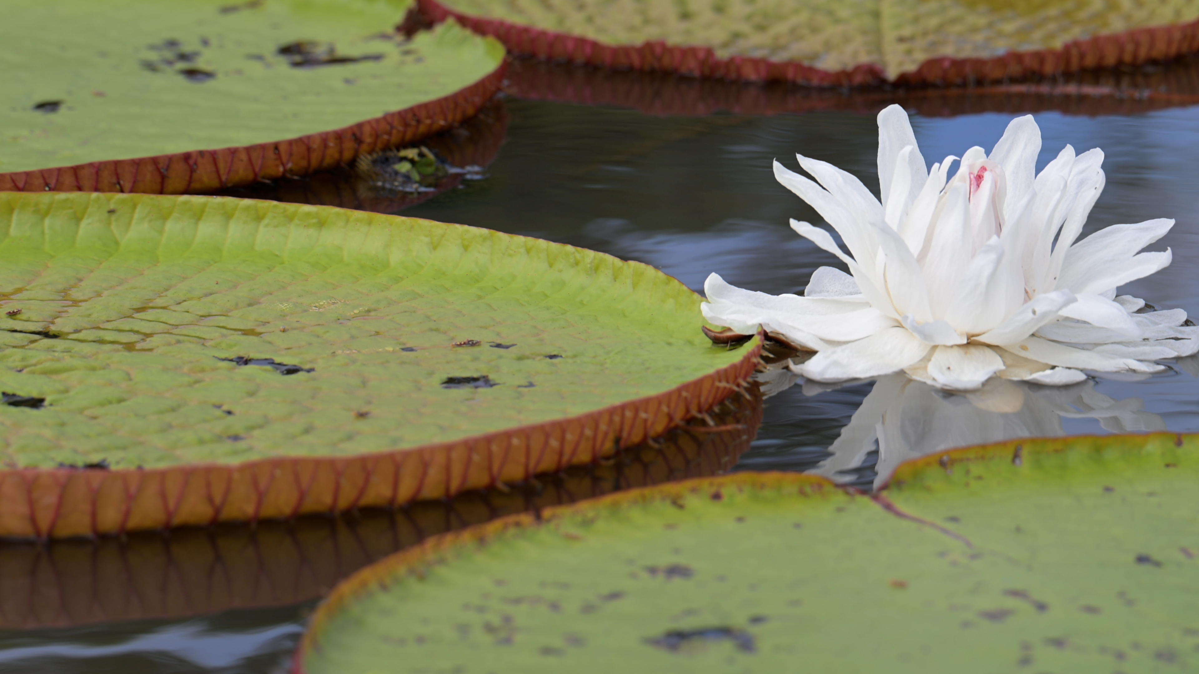 Talk De Tings: Understanding Victoria Amazonica