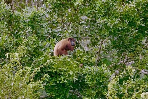 Jamaica becomes newest member of Global Biodiversity Alliance as international coalition grows to 129 members