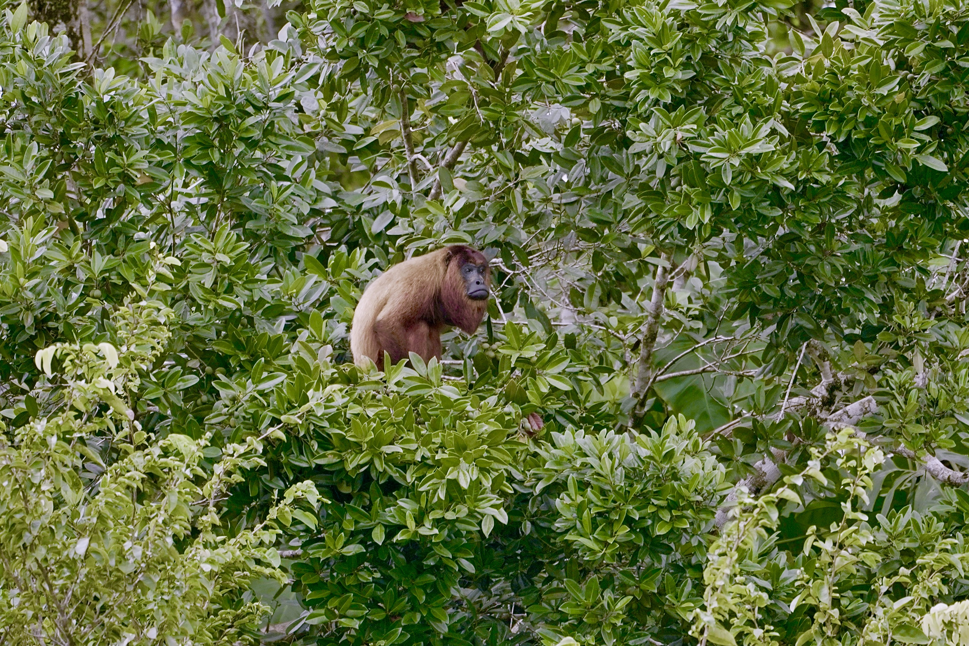 Jamaica becomes newest member of Global Biodiversity Alliance as international coalition grows to 129 members