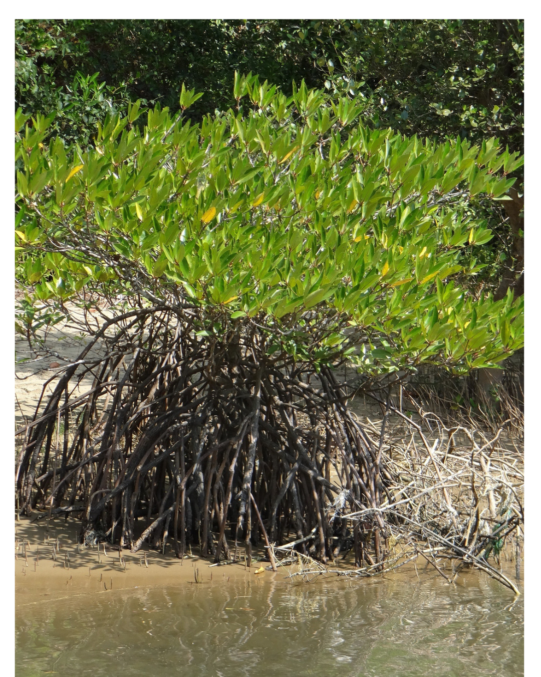 Mangroves: Guyana’s Natural Sea Defence
