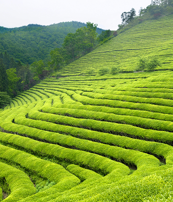 Planet Care  Alliance