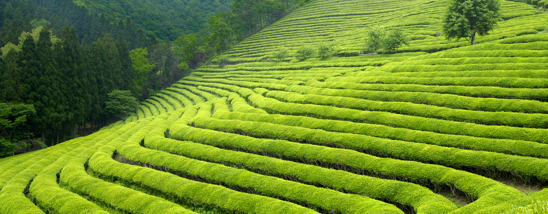 Transform organic wastes from industrial processing clusters into certified fertilizer