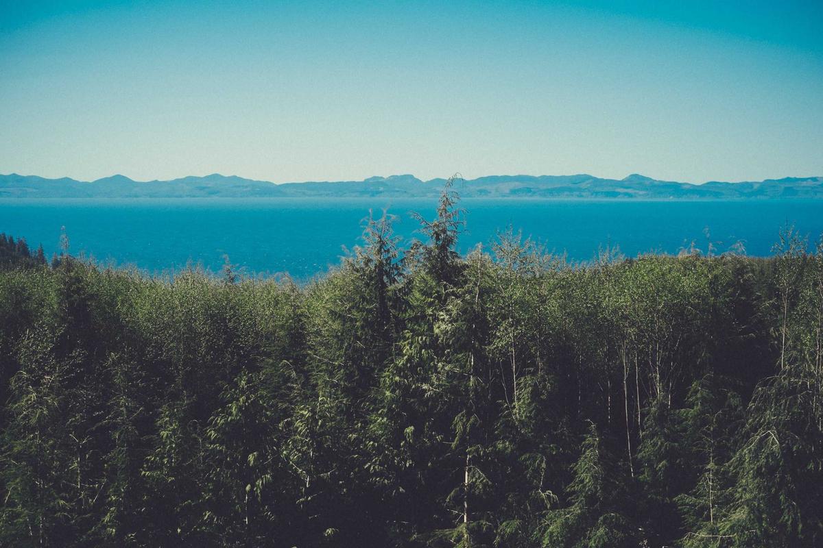 Forêt et montagnes dans la brume