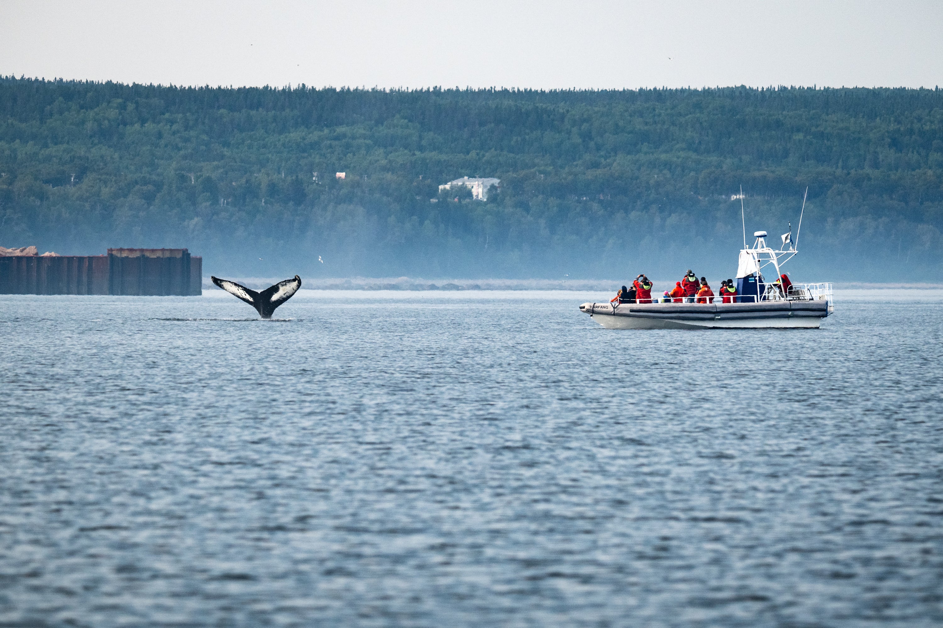 Zodiac Du Fleuve observant une baleine à bosse sur le Saint-Laurent