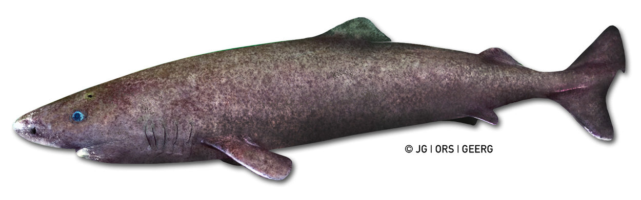 Requin du Groenland dans les eaux froides