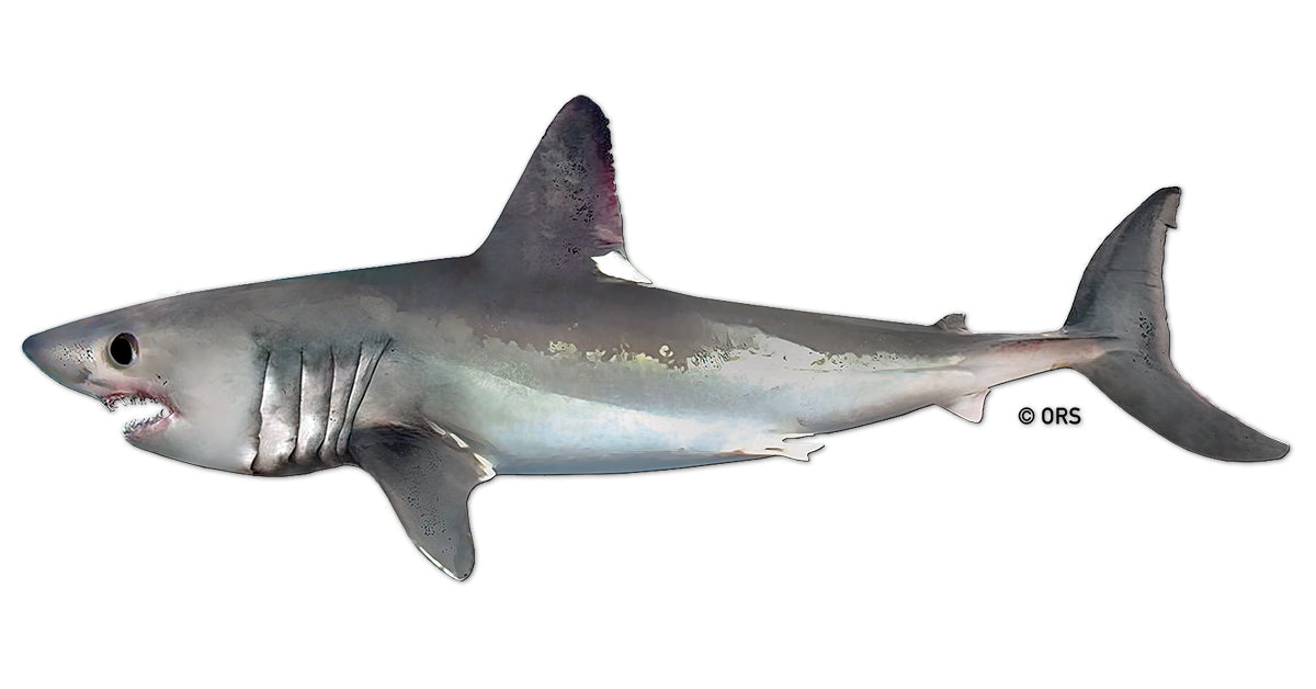 Illustration du requin maraîche