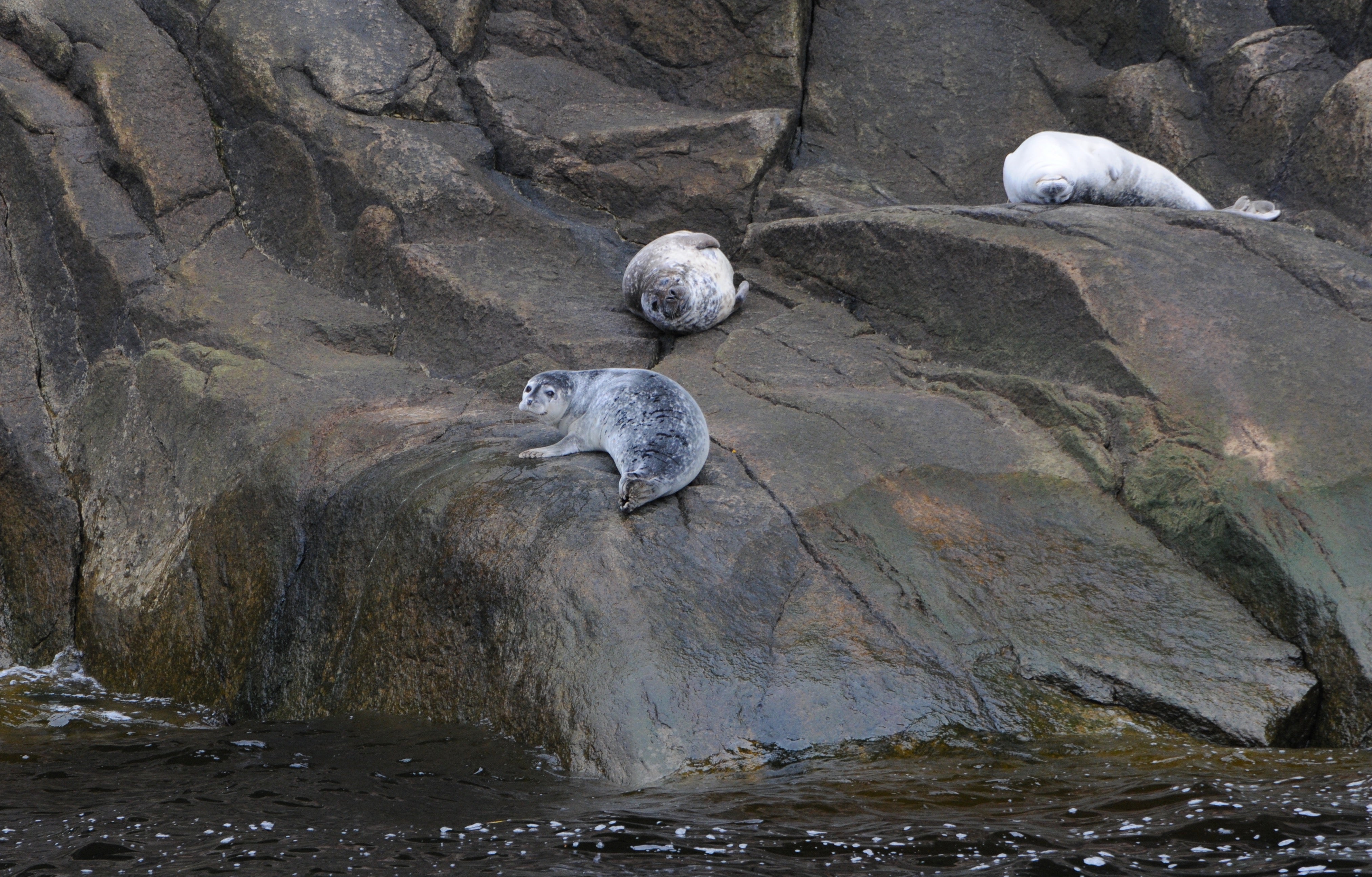 Phoques communs se reposant sur les rochers dans le parc marin du Saint-Laurent